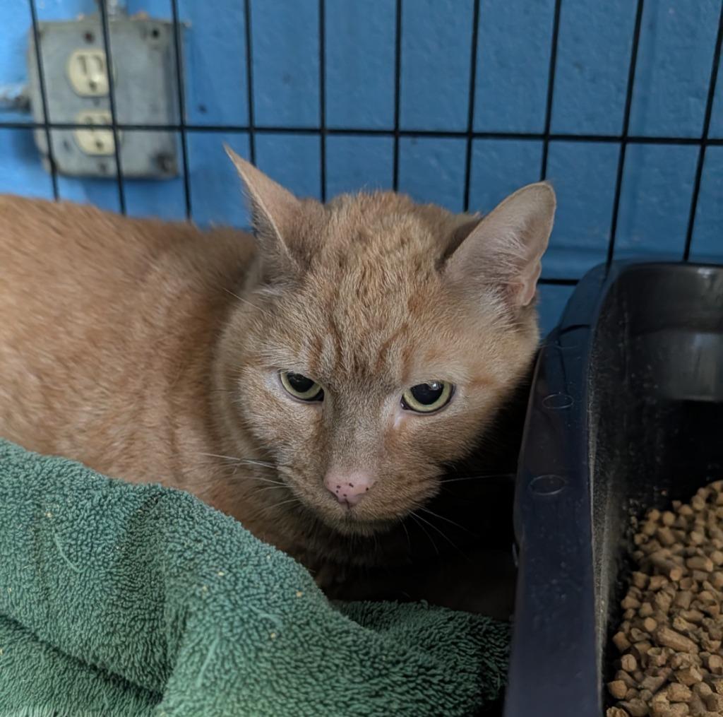 Enlarge Milo, a Adoptable mixed breed in Ellijay, GA image 1/1