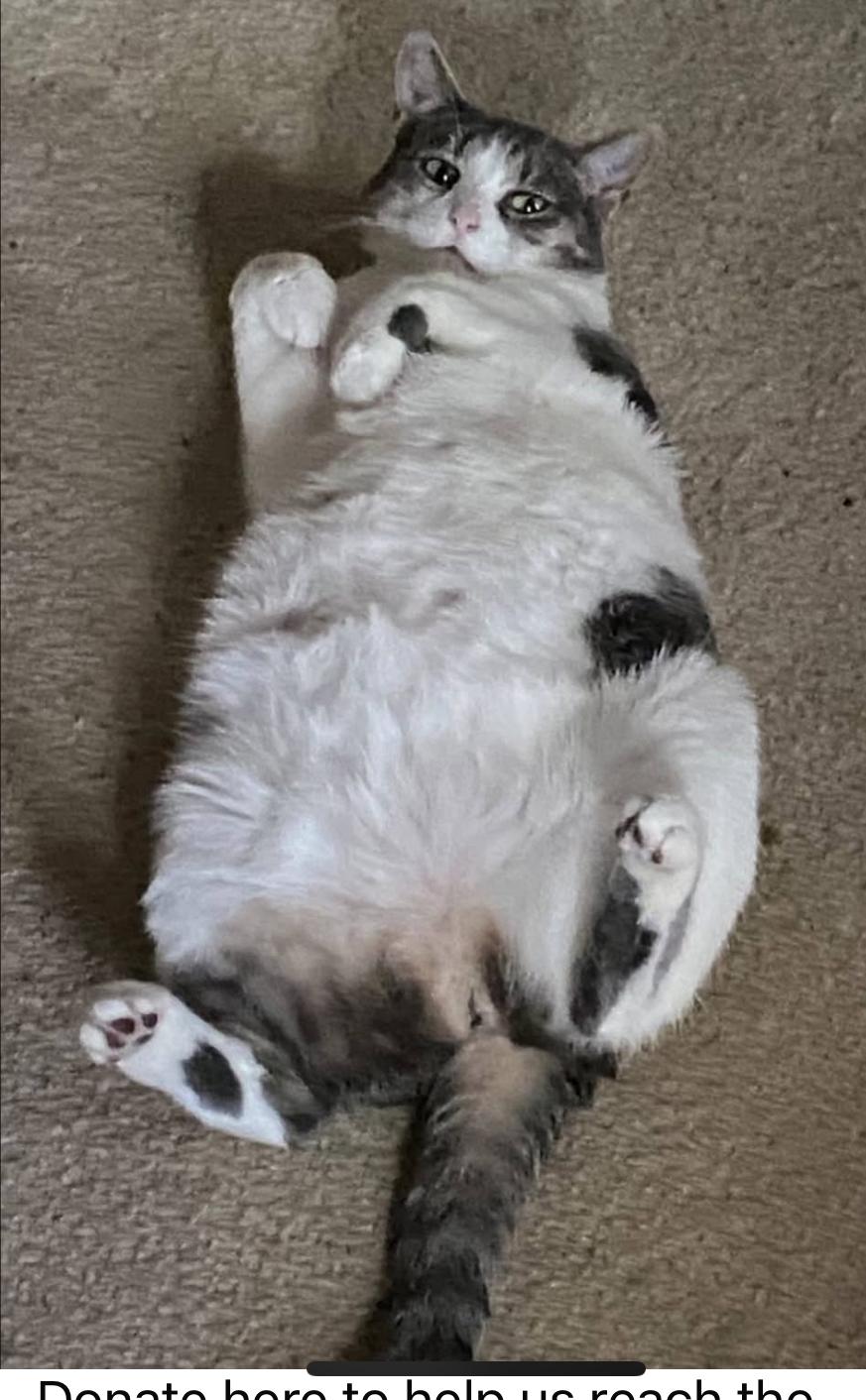 Enlarge Sophia, a ADOPTABLE mixed breed in Philadelphia, PA image 2/2