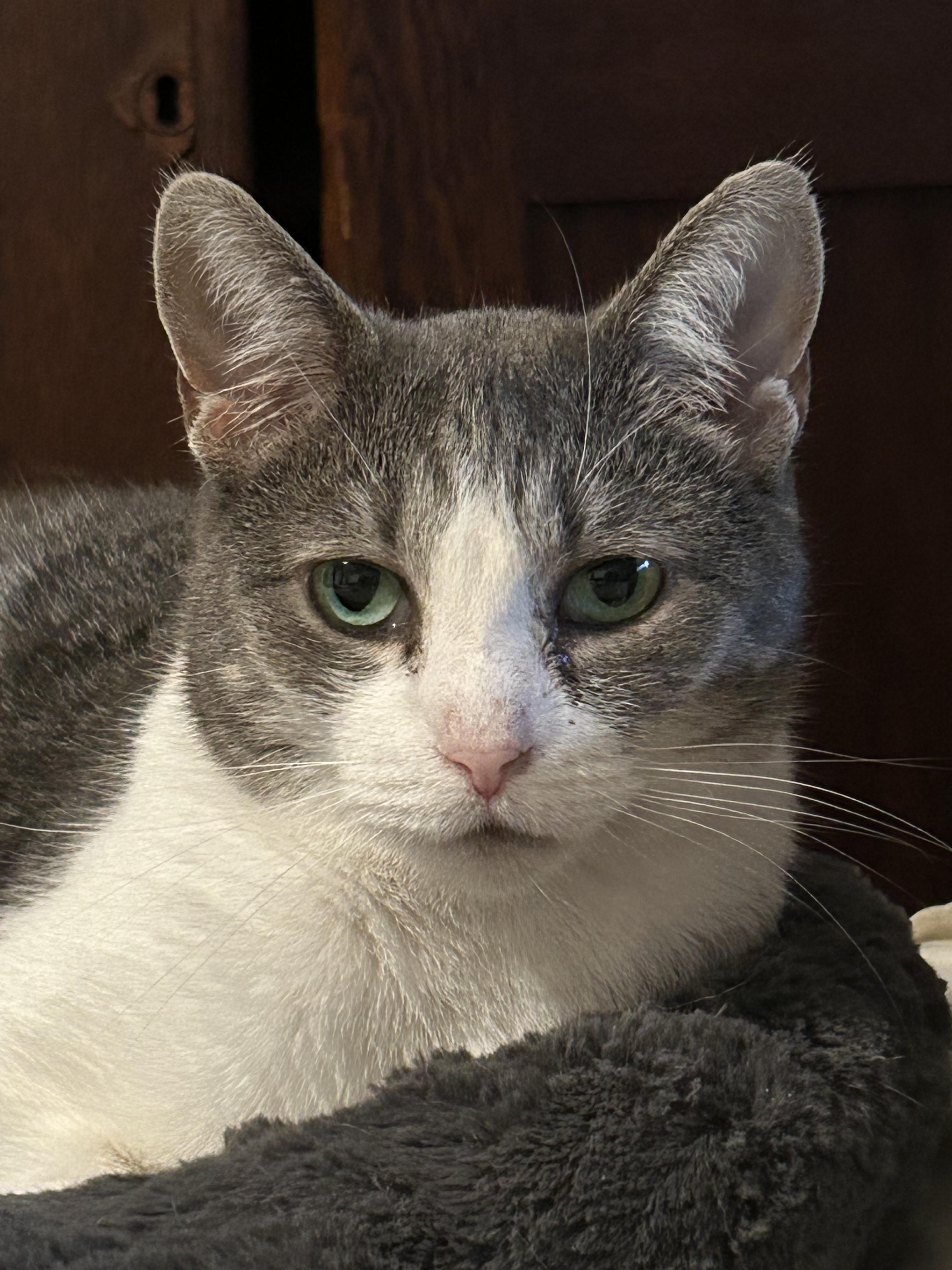 Sophia, Adoptable, Adult Female Domestic Short Hair.