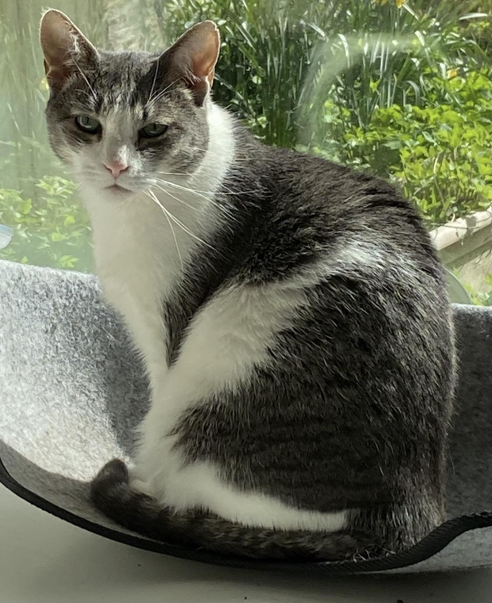 Sophia, ADOPTABLE, Adult Female Domestic Short Hair.