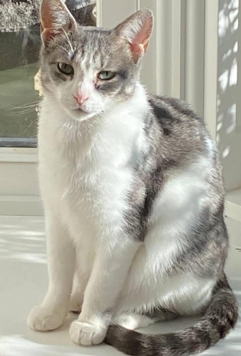 Enlarge Sophia, a ADOPTABLE mixed breed in Philadelphia, PA image 1/2