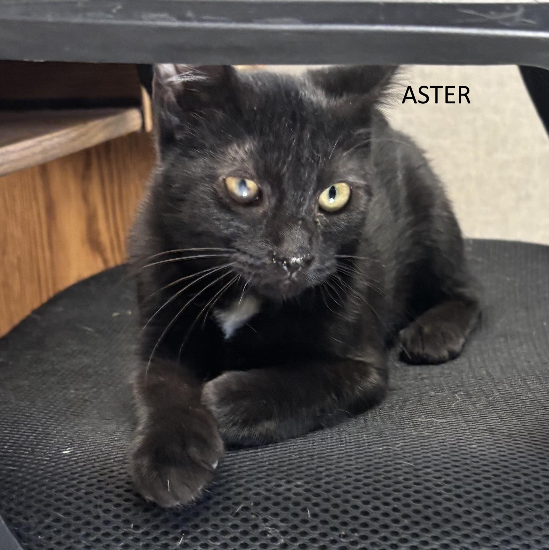 Enlarge Aster, a Adoptable Domestic Short Hair in Vernon, NJ image 1/2