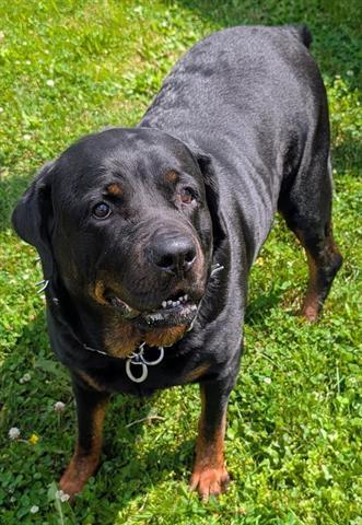 Enlarge JUNIPER, a Adoptable Rottweiler in Akron, OH image 1/1