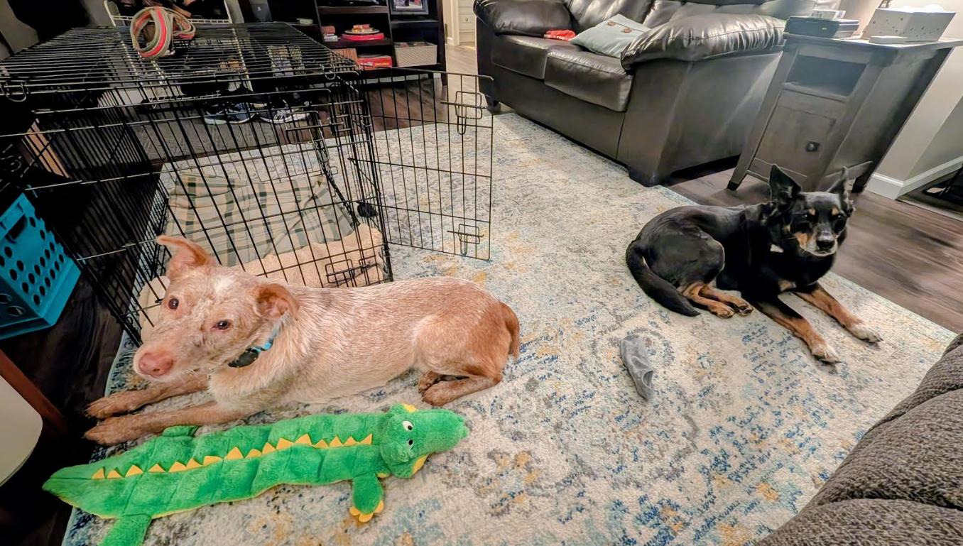 Cash, a Adoptable Australian Cattle Dog / Blue Heeler in Onalaska, WI image 6/6