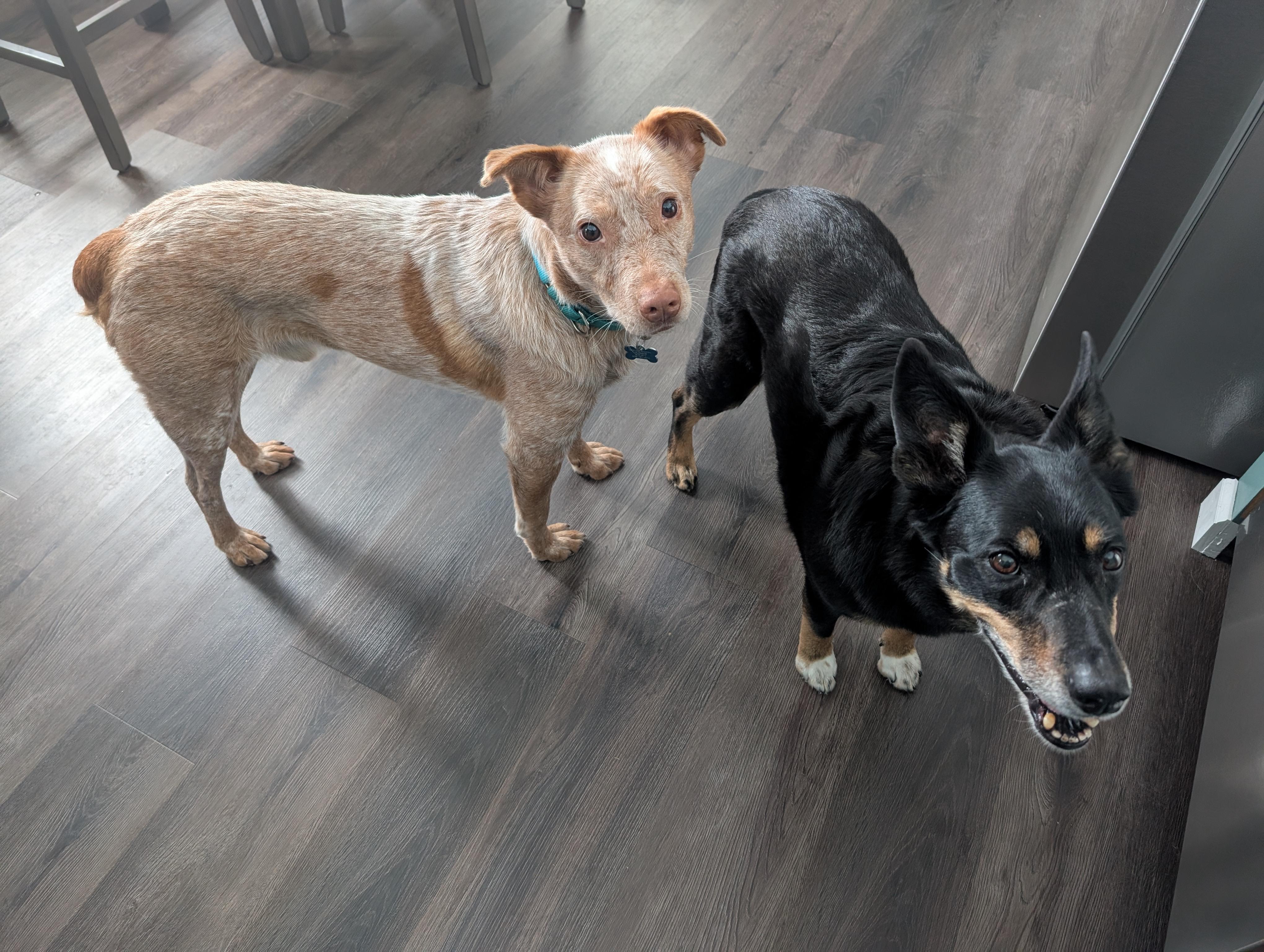 Cash, a Adoptable Australian Cattle Dog / Blue Heeler in Onalaska, WI image 1/6