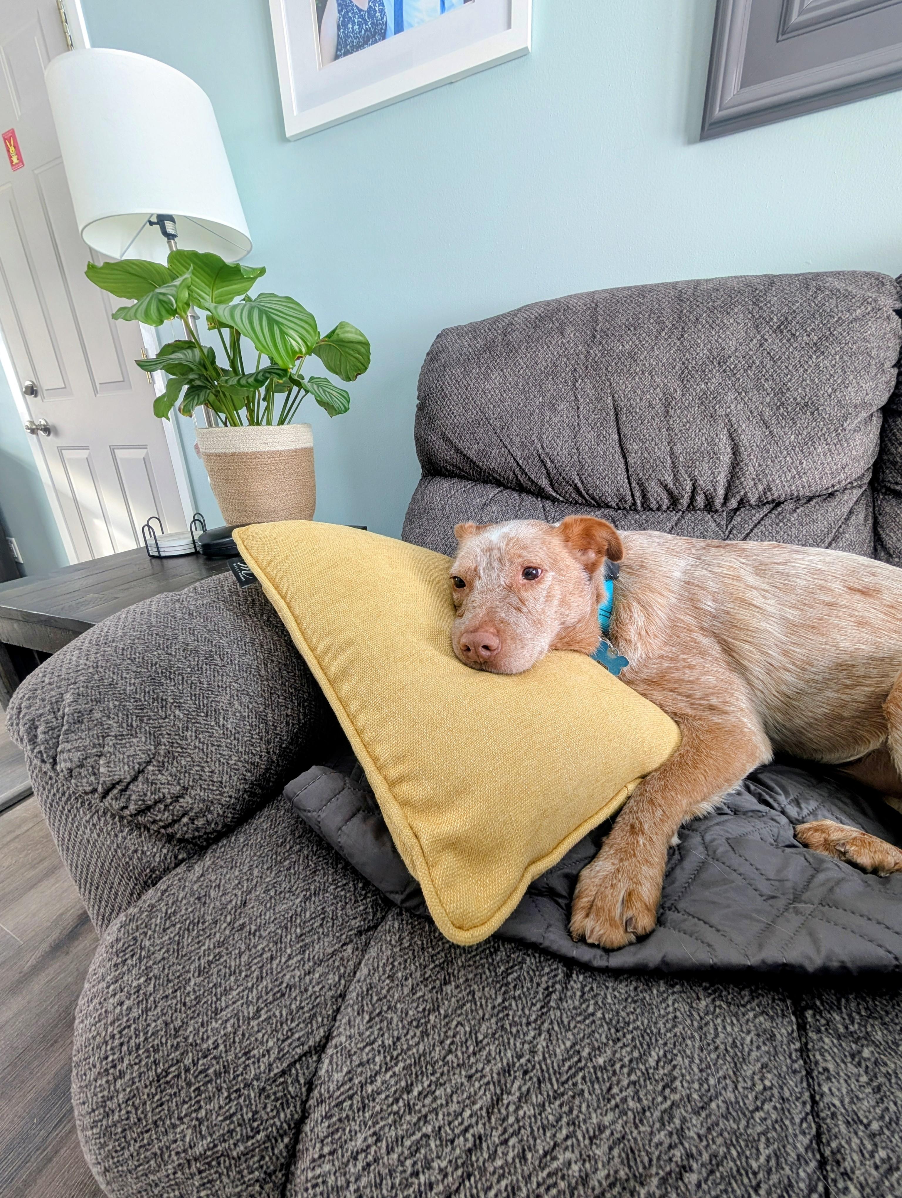 Cash, a Adoptable Australian Cattle Dog / Blue Heeler in Onalaska, WI image 2/6