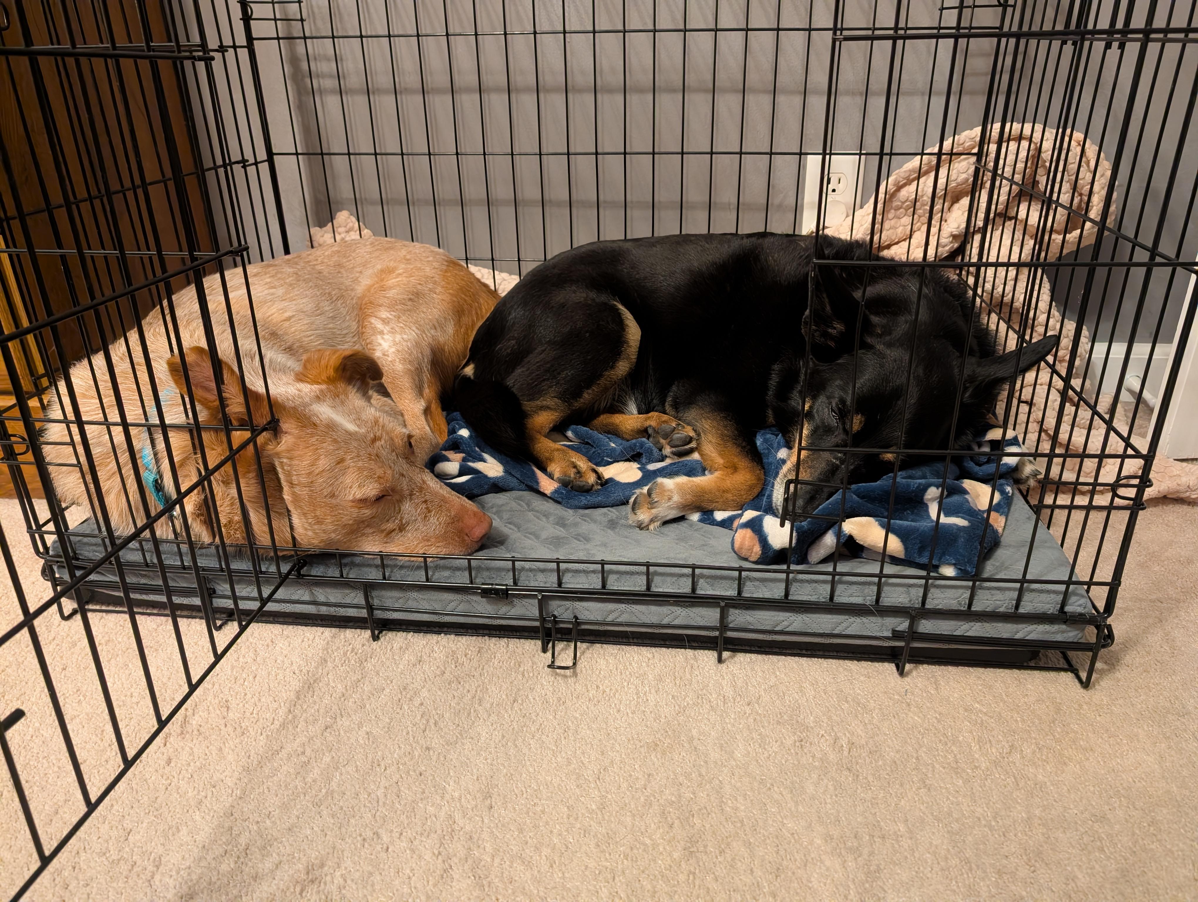 Cash, a Adoptable Australian Cattle Dog / Blue Heeler in Onalaska, WI image 3/6