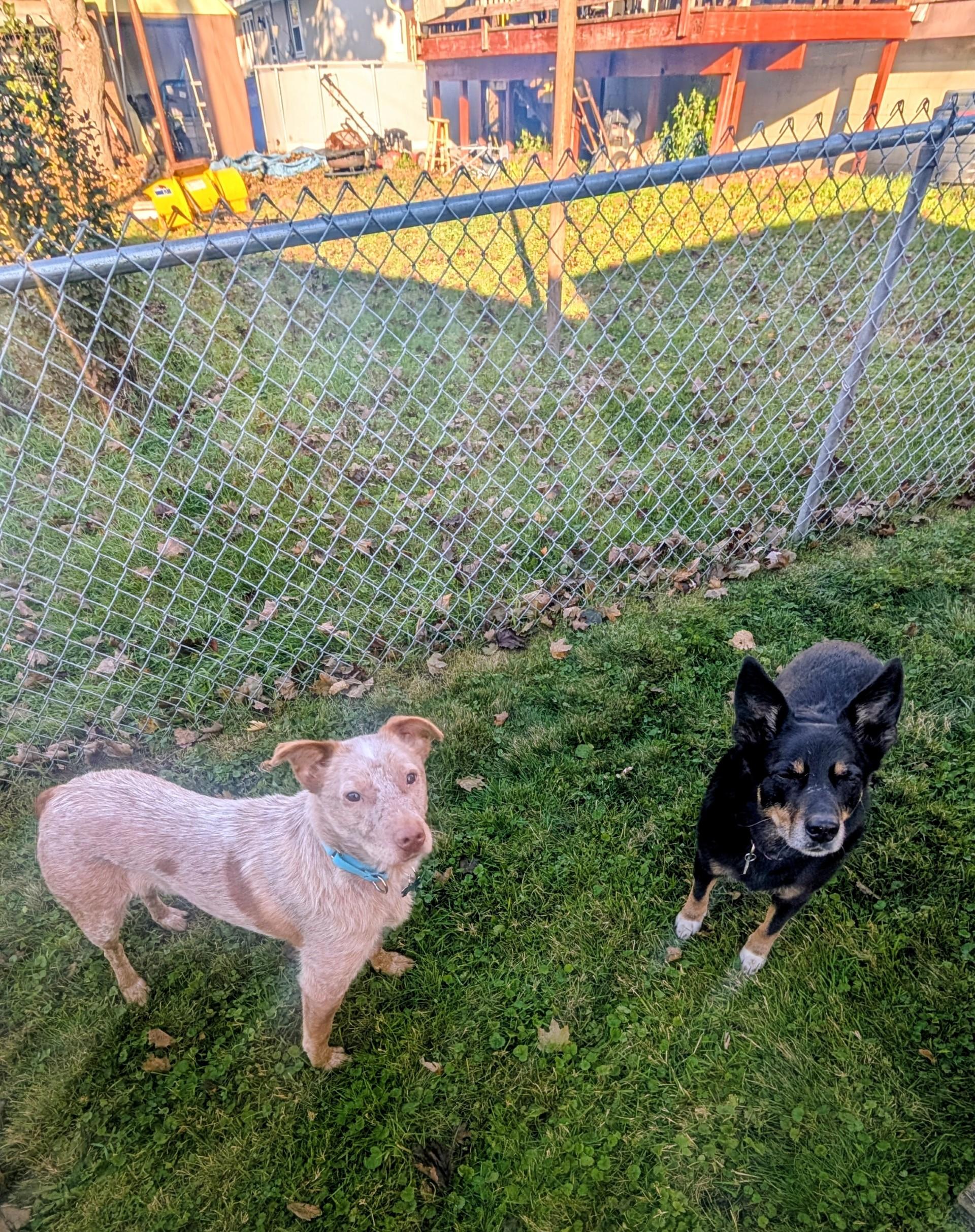 Cash, a Adoptable Australian Cattle Dog / Blue Heeler in Onalaska, WI image 5/6