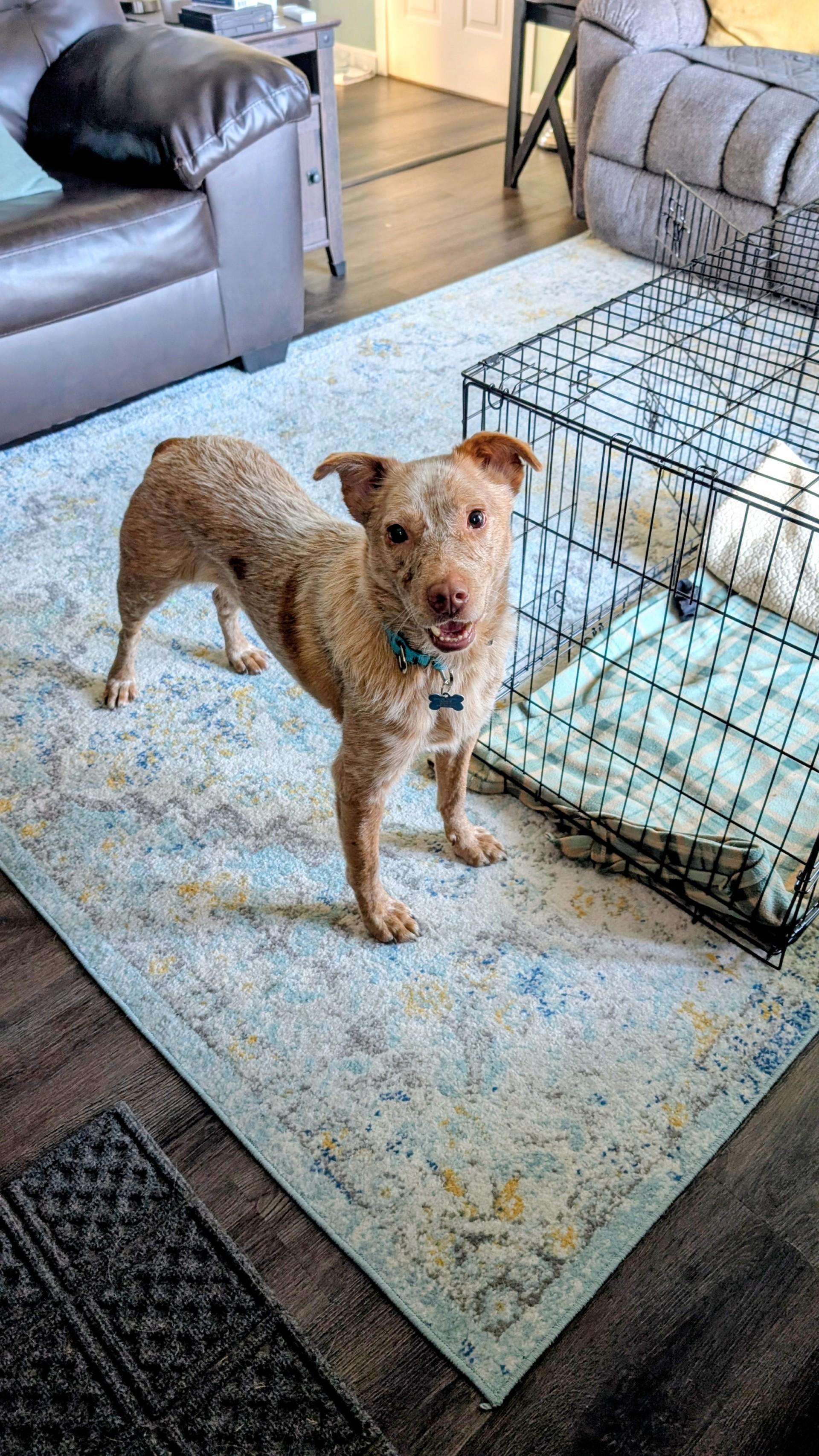 Cash, a Adoptable Australian Cattle Dog / Blue Heeler in Onalaska, WI image 4/6