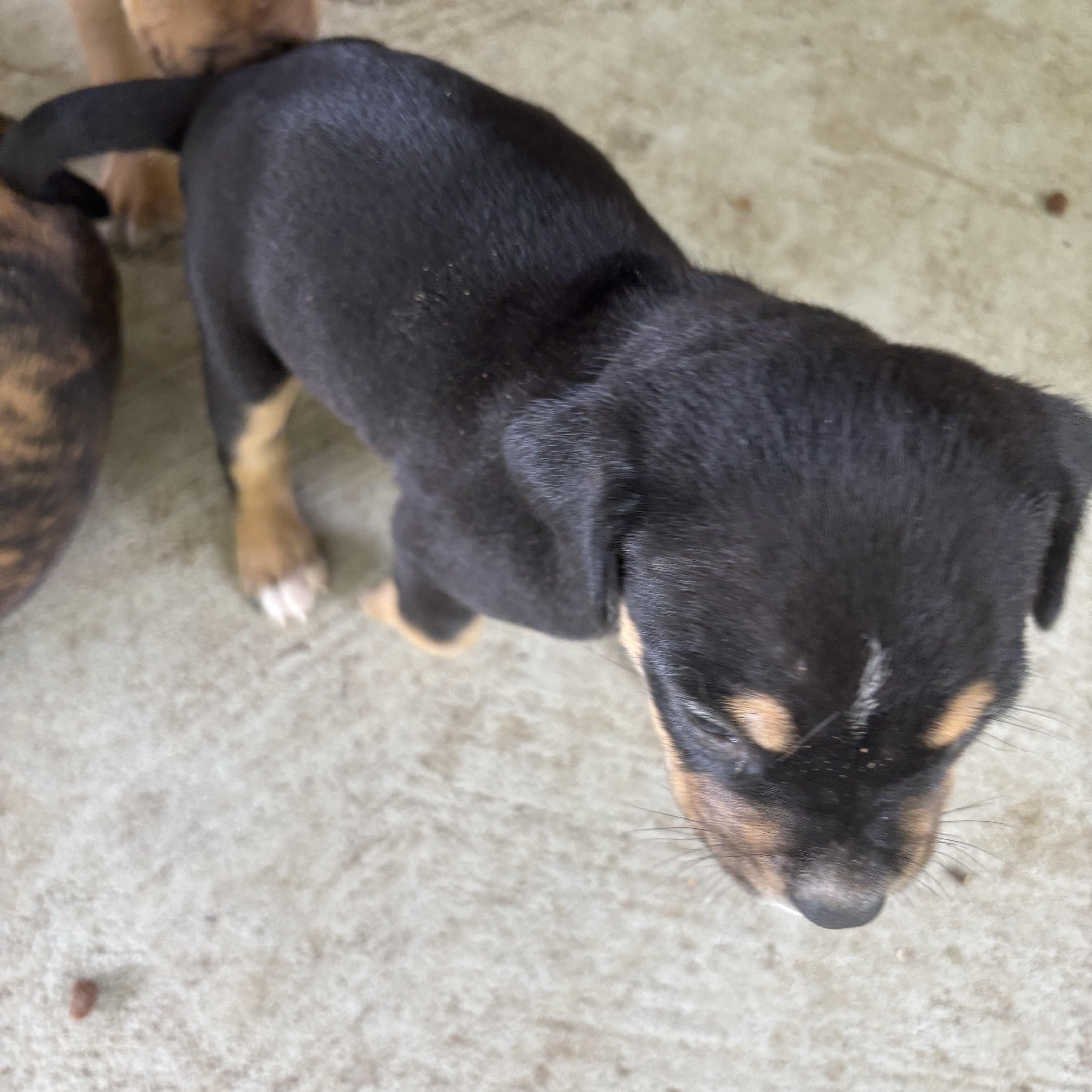 Tortelini, Baby Female Boxer