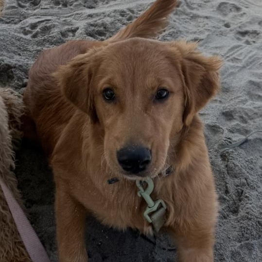 True~ dreamy purebred 1 year old, adopted, Young Male Golden Retriever.
