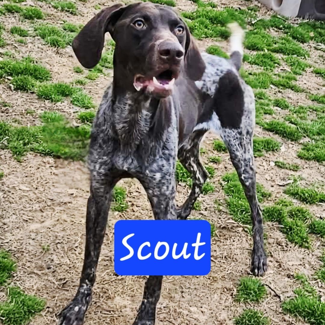 Enlarge Scout, an adopted German Shorthaired Pointer in Athens, AL image 1/2
