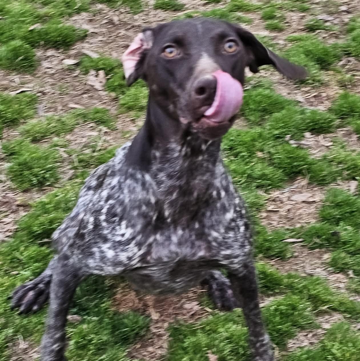Enlarge Scout, an adopted German Shorthaired Pointer in Athens, AL image 2/2