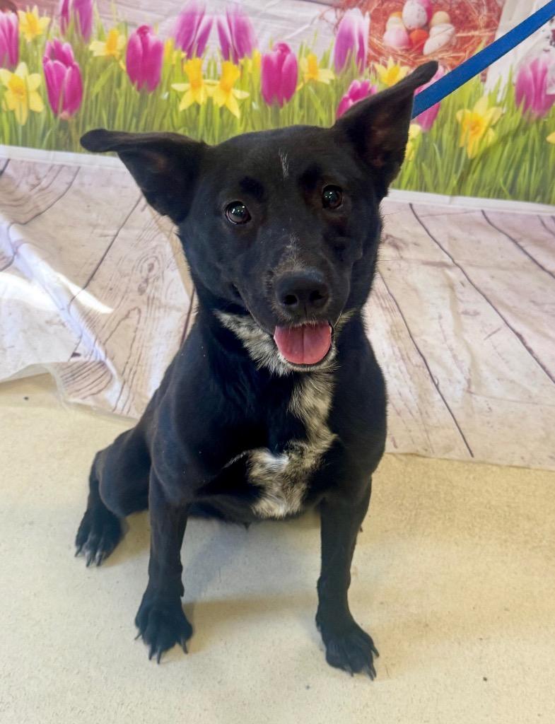 Liberty, Adoptable, Adult Female Mixed Breed.