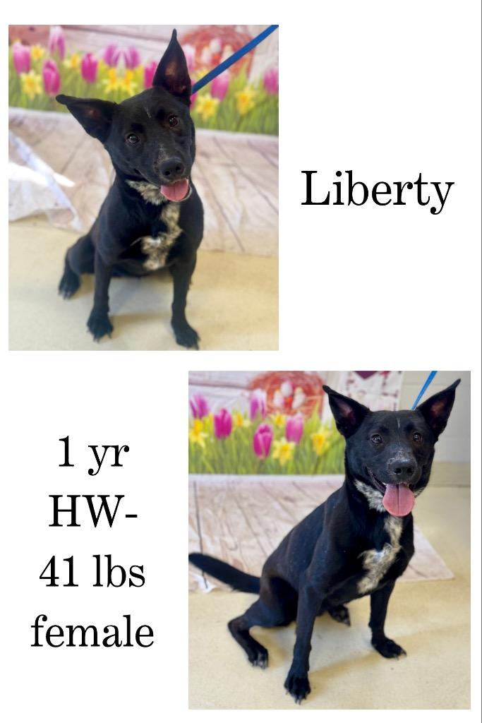 Enlarge Liberty, a Adoptable mixed breed in Albany, GA image 1/6
