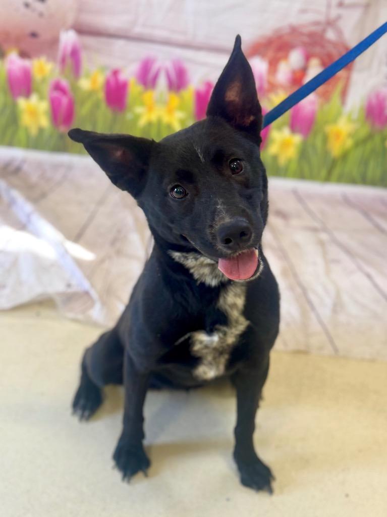 Enlarge Liberty, a Adoptable mixed breed in Albany, GA image 4/6