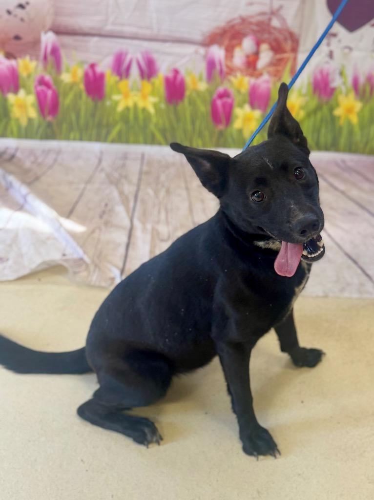 Enlarge Liberty, a Adoptable mixed breed in Albany, GA image 5/6