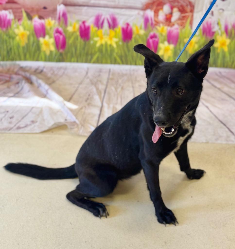 Enlarge Liberty, a Adoptable mixed breed in Albany, GA image 6/6