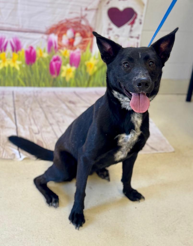 Liberty, a Adoptable mixed breed in Albany, GA image 6/6