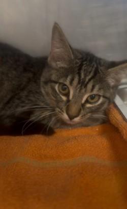 Enlarge Mater, a Adoptable Tabby in Shasta Lake, CA image 1/1