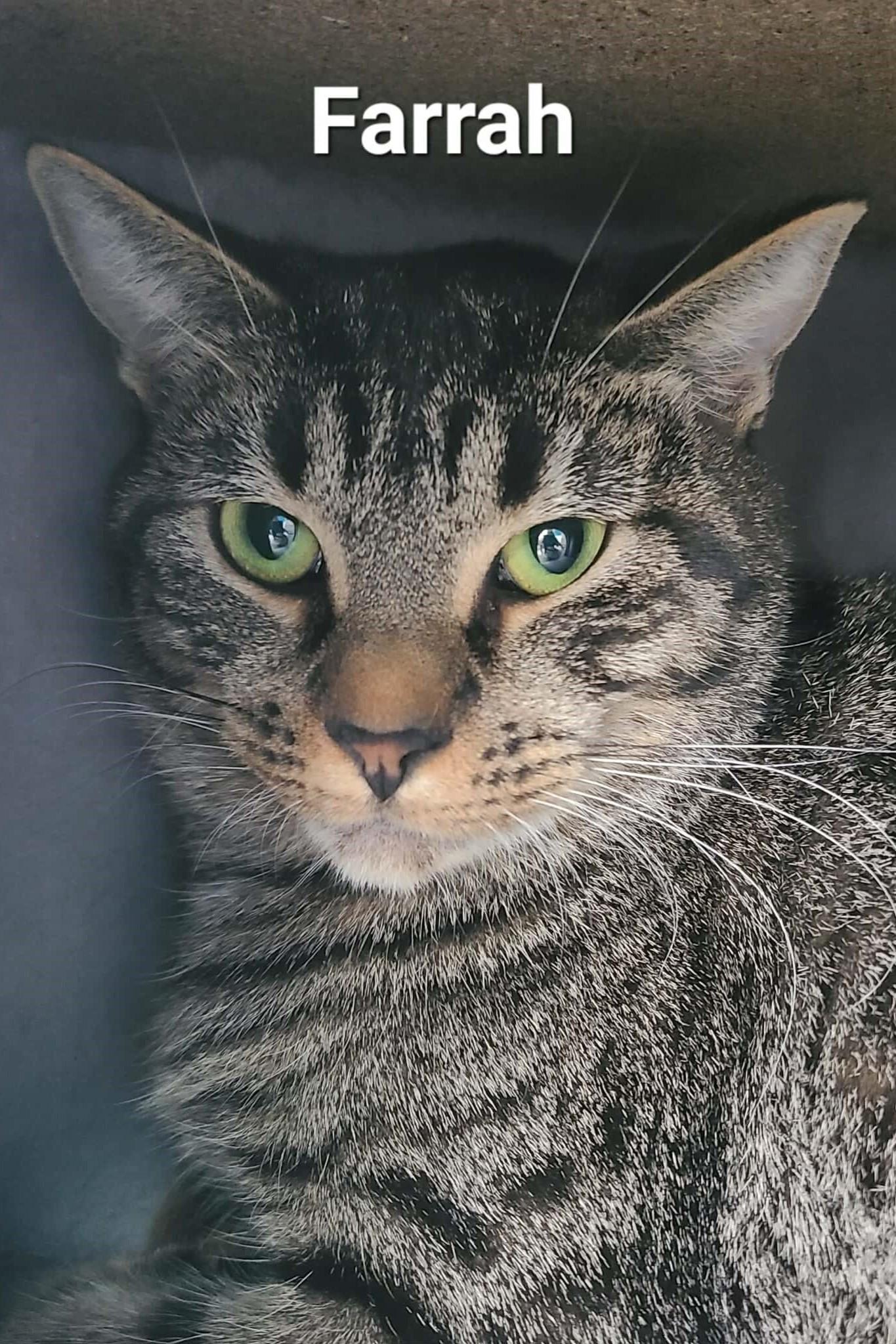 Enlarge Farrah, a ADOPTABLE Domestic Short Hair in Elizabeth, IL image 2/2