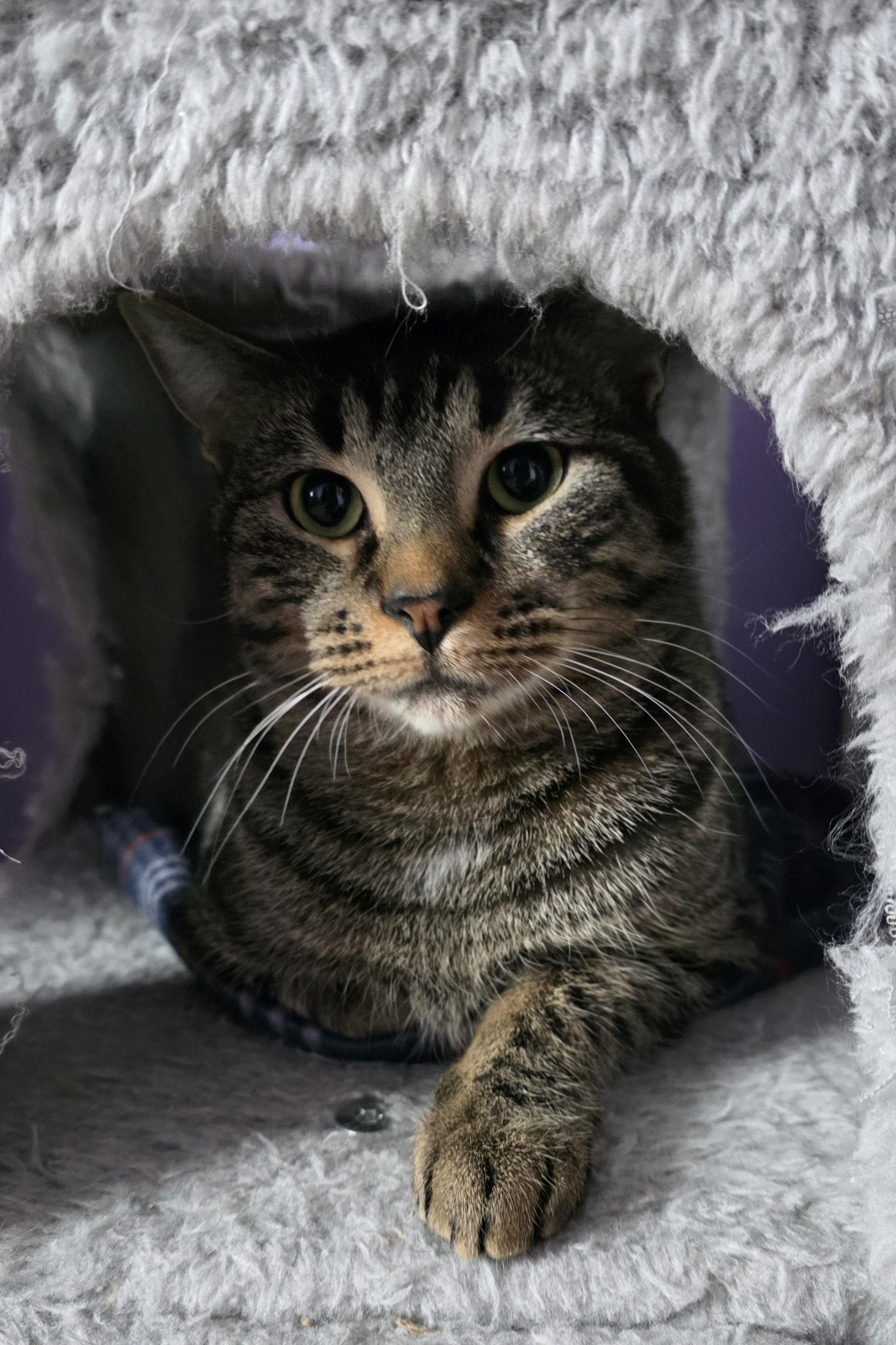 Enlarge Farrah, a ADOPTABLE Domestic Short Hair in Elizabeth, IL image 1/2