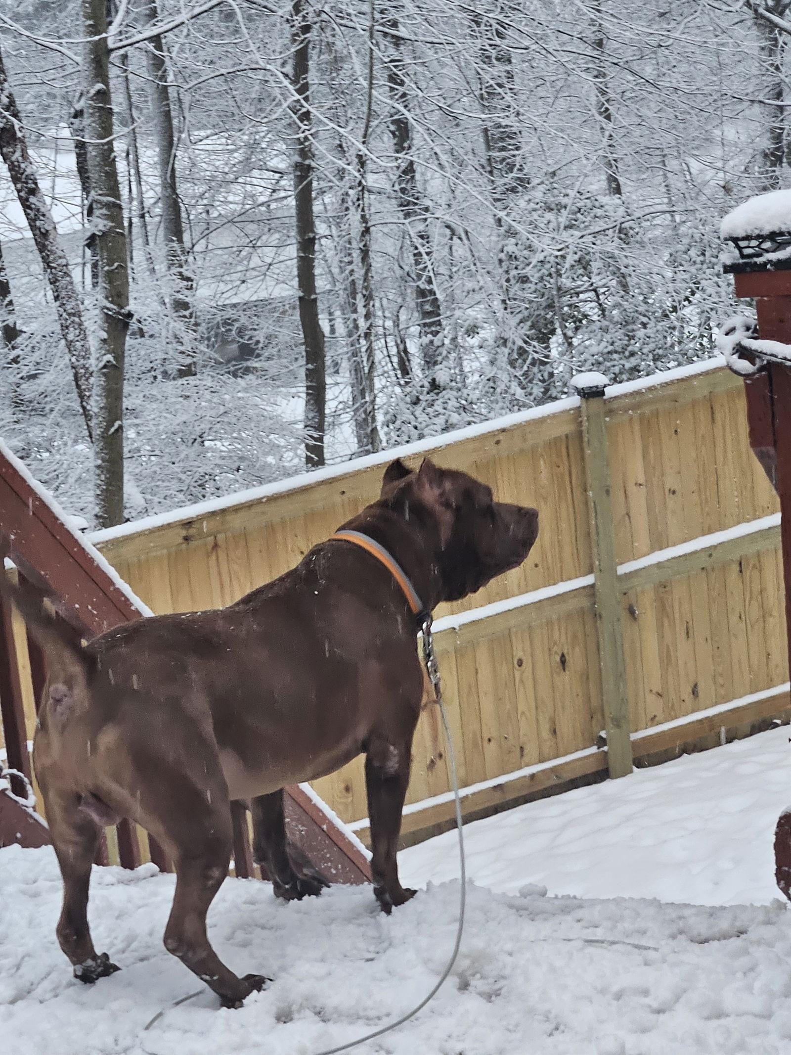 Caesar, a Adoptable mixed breed in Baltimore, MD image 1/3