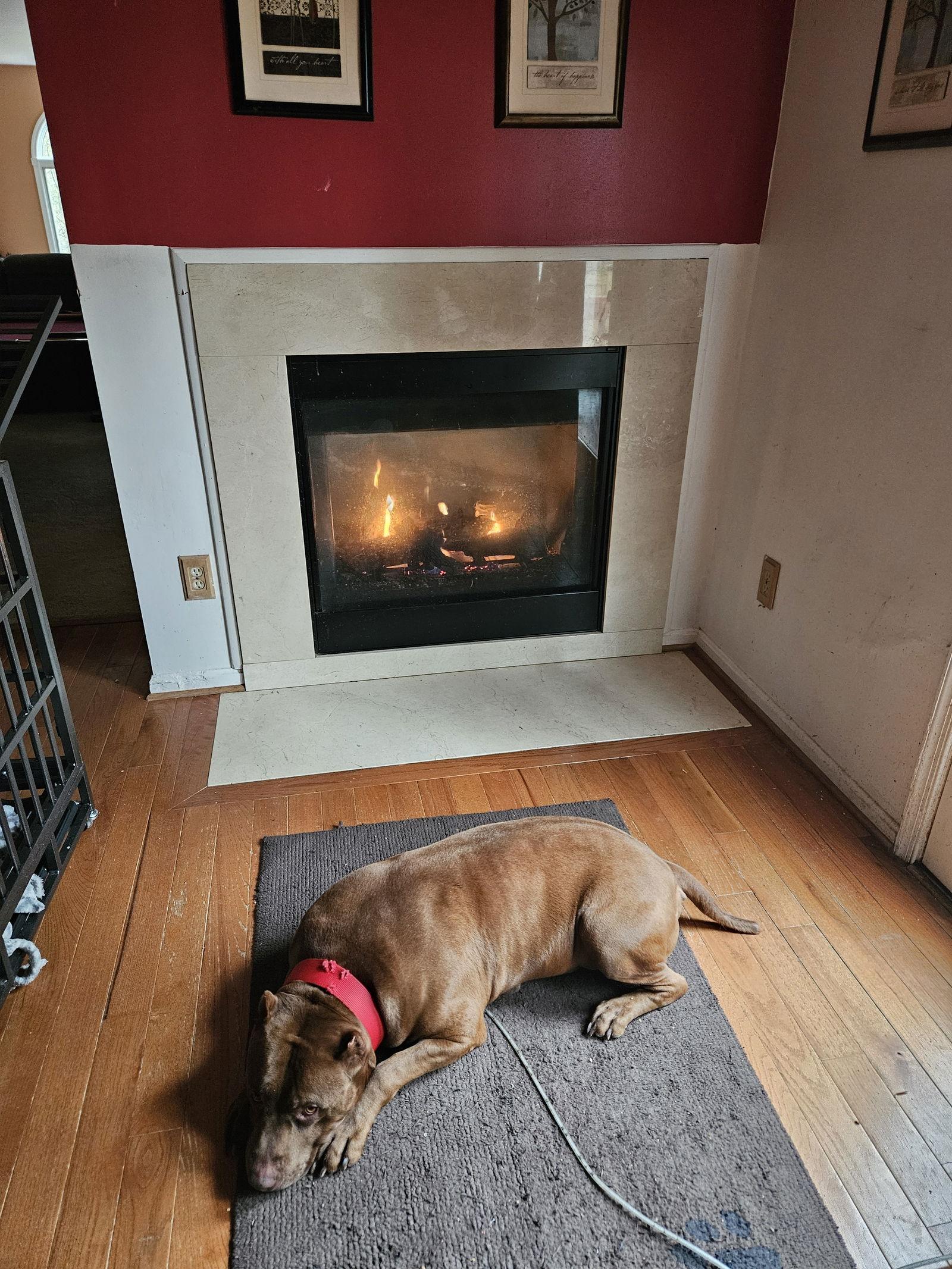 Caesar, a Adoptable mixed breed in Baltimore, MD image 2/3