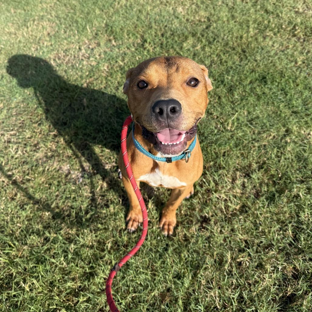 Levi, Adoptable, Young Male Mixed Breed.