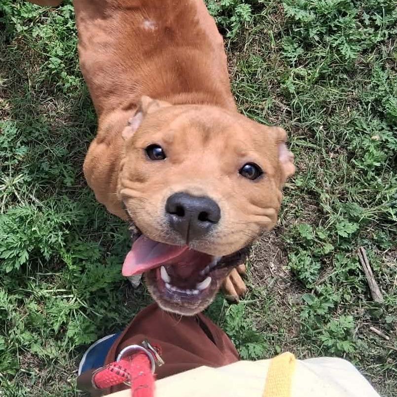 Enlarge Levi, a Adoptable Mixed Breed in Dickinson, TX image 2/6