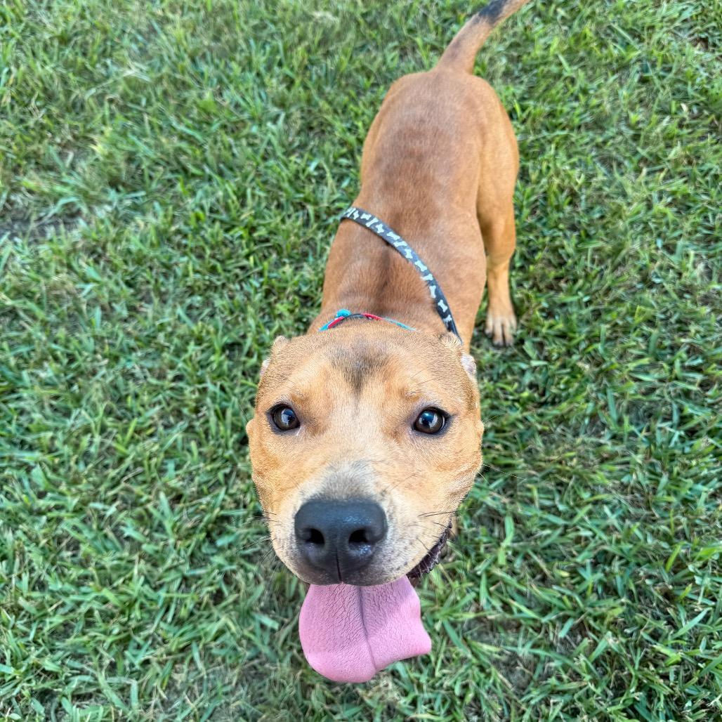 Enlarge Levi, a Adoptable Mixed Breed in Dickinson, TX image 4/6