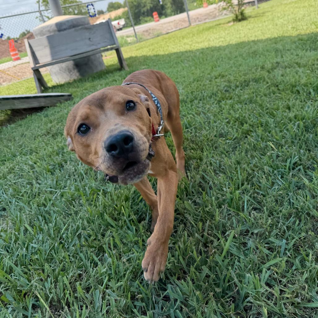 Enlarge Levi, a Adoptable Mixed Breed in Dickinson, TX image 5/6