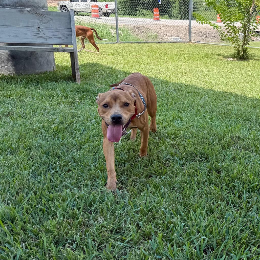 Enlarge Levi, a Adoptable Mixed Breed in Dickinson, TX image 6/6