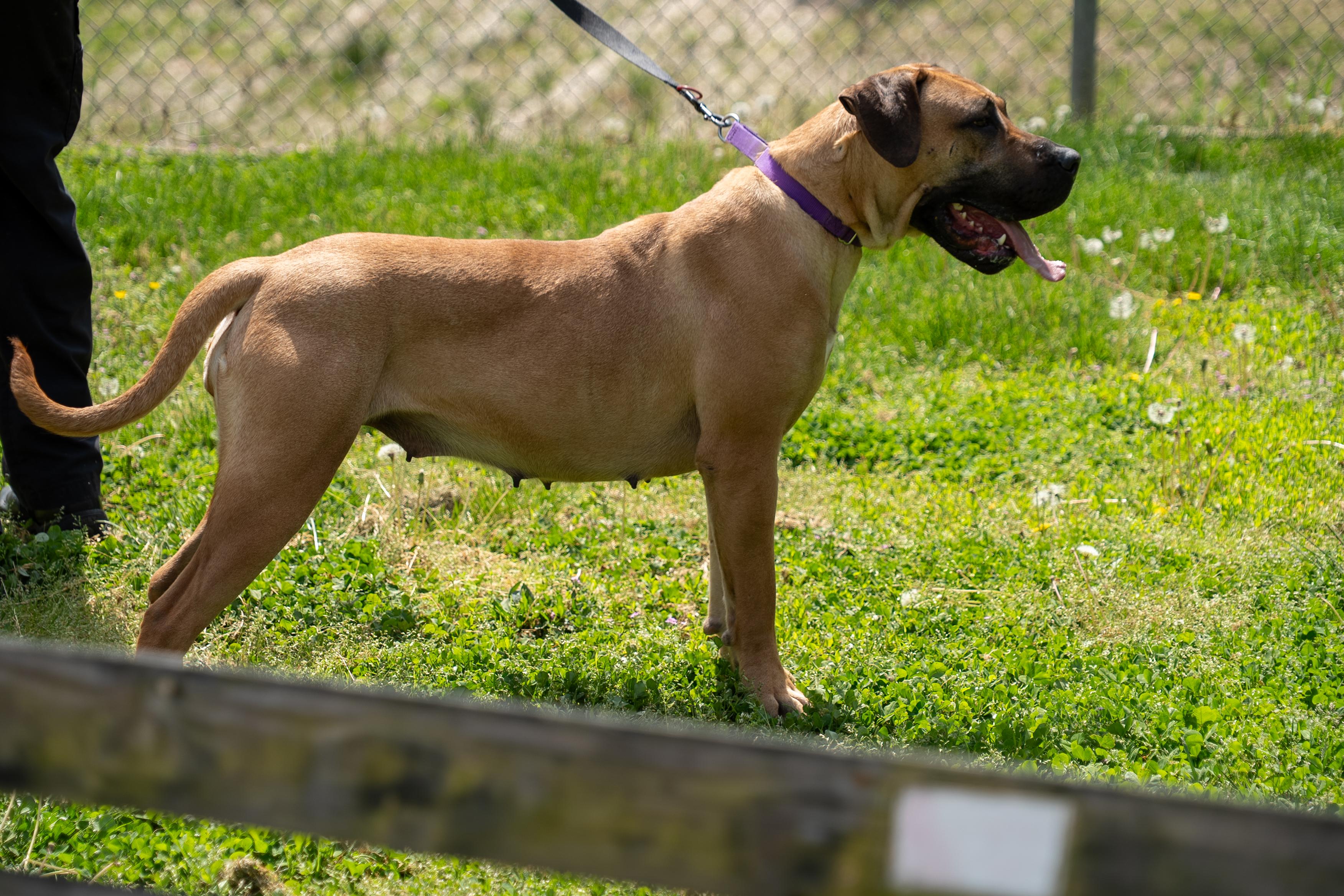 Enlarge Betty, a Adoptable mixed breed in King George, VA image 3/4