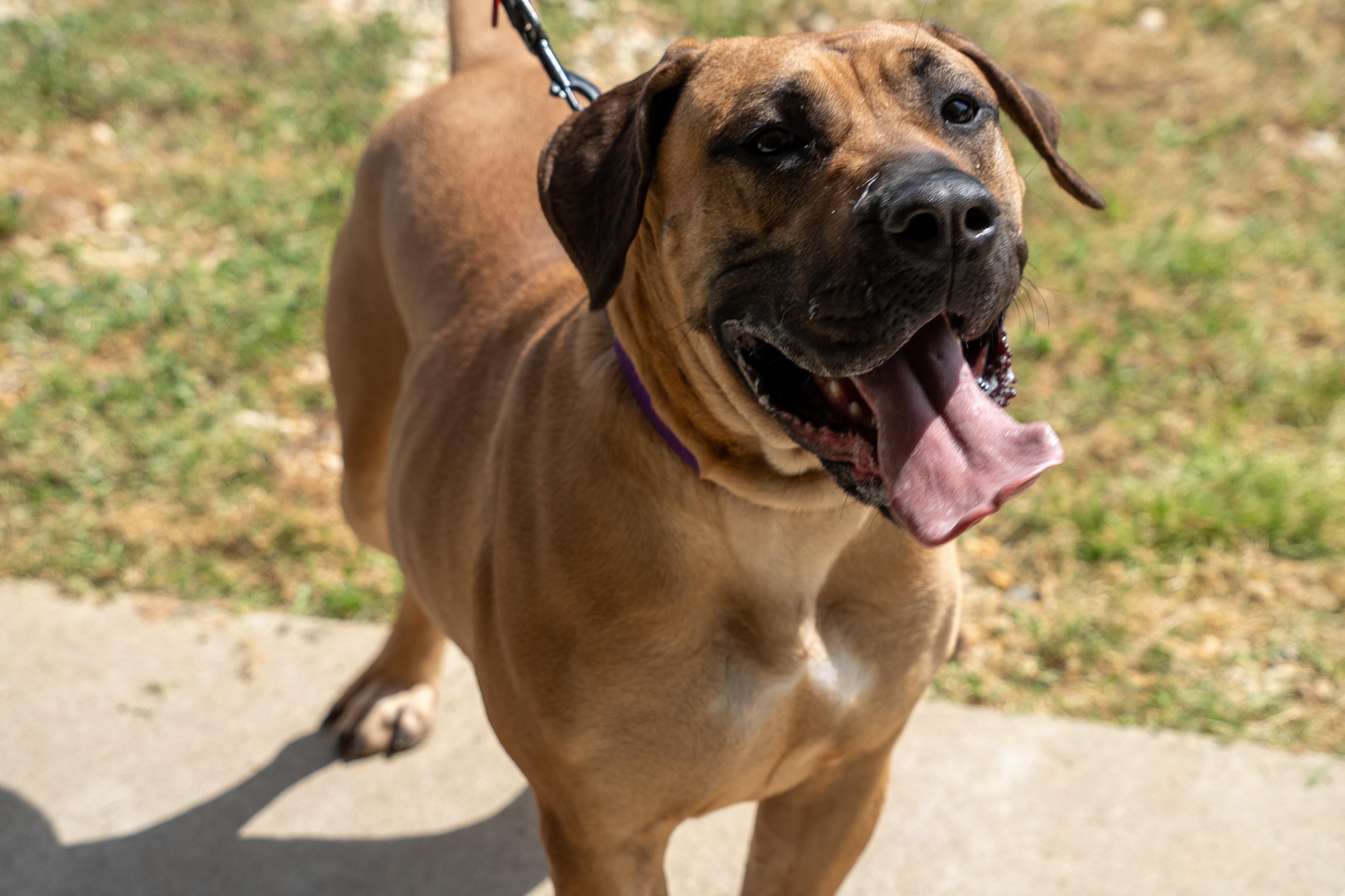 Enlarge Betty, a Adoptable mixed breed in King George, VA image 2/4