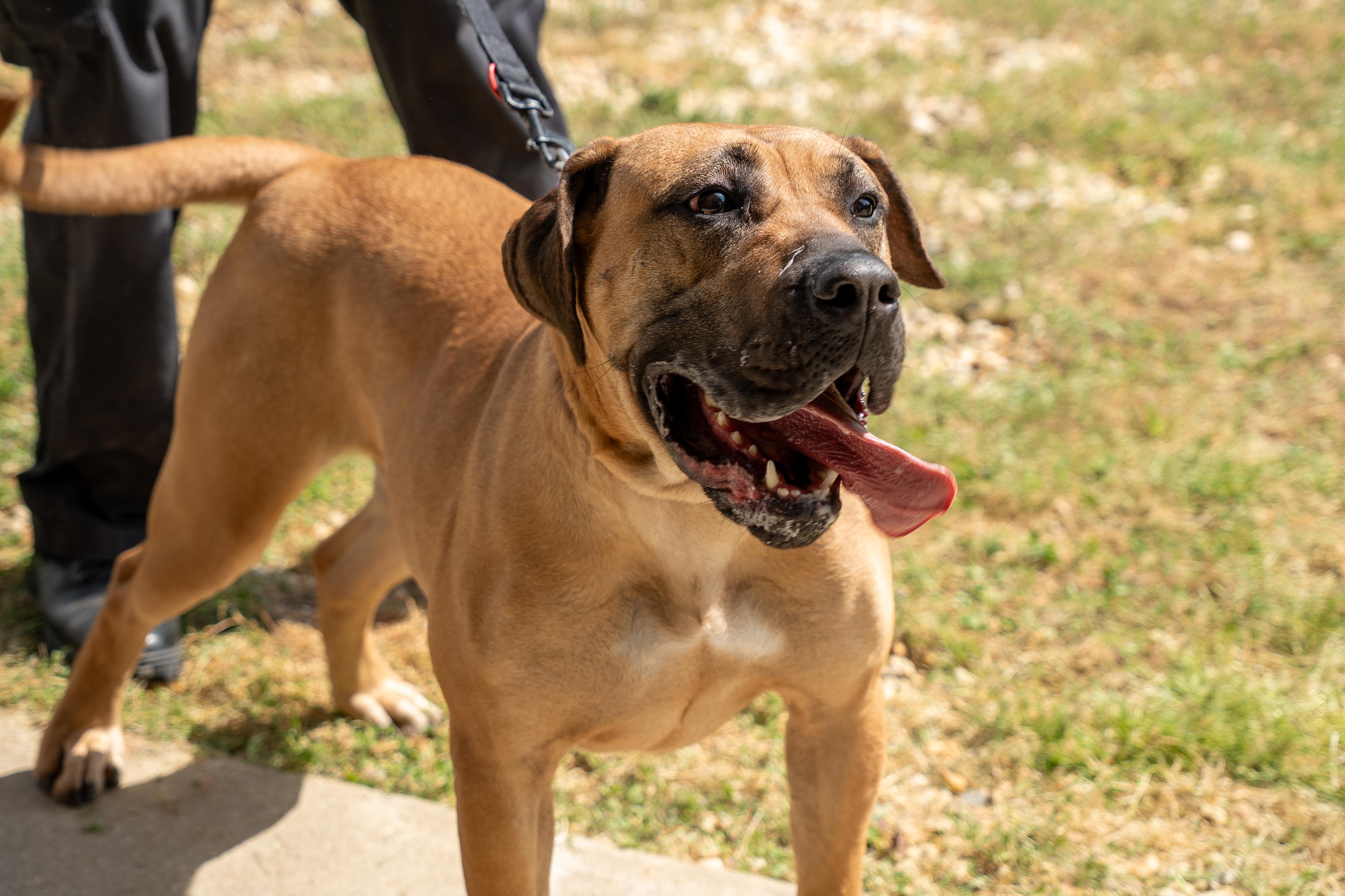 Betty, Adoptable, Young Female Mastiff.