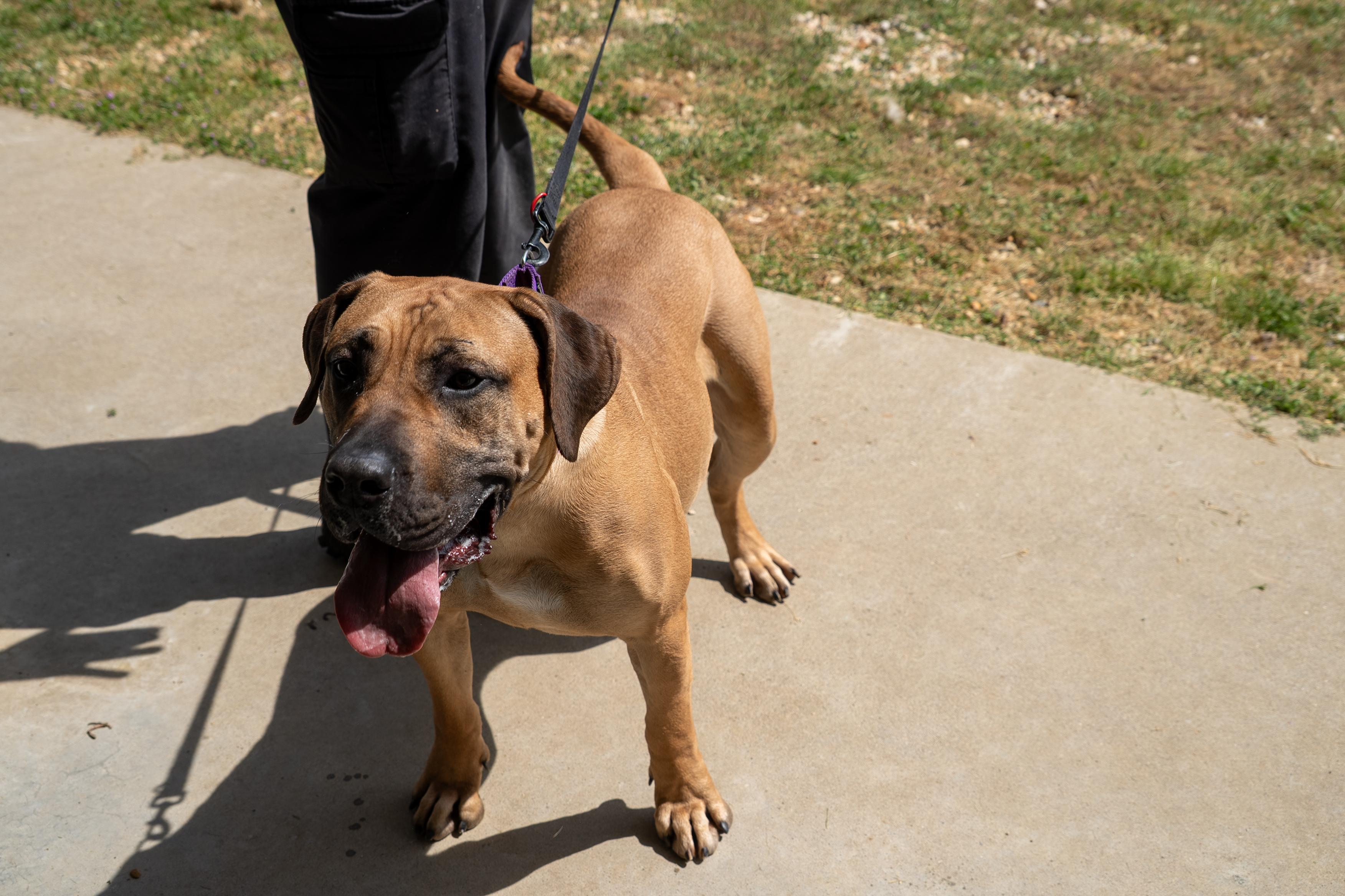Enlarge Betty, a Adoptable mixed breed in King George, VA image 4/4