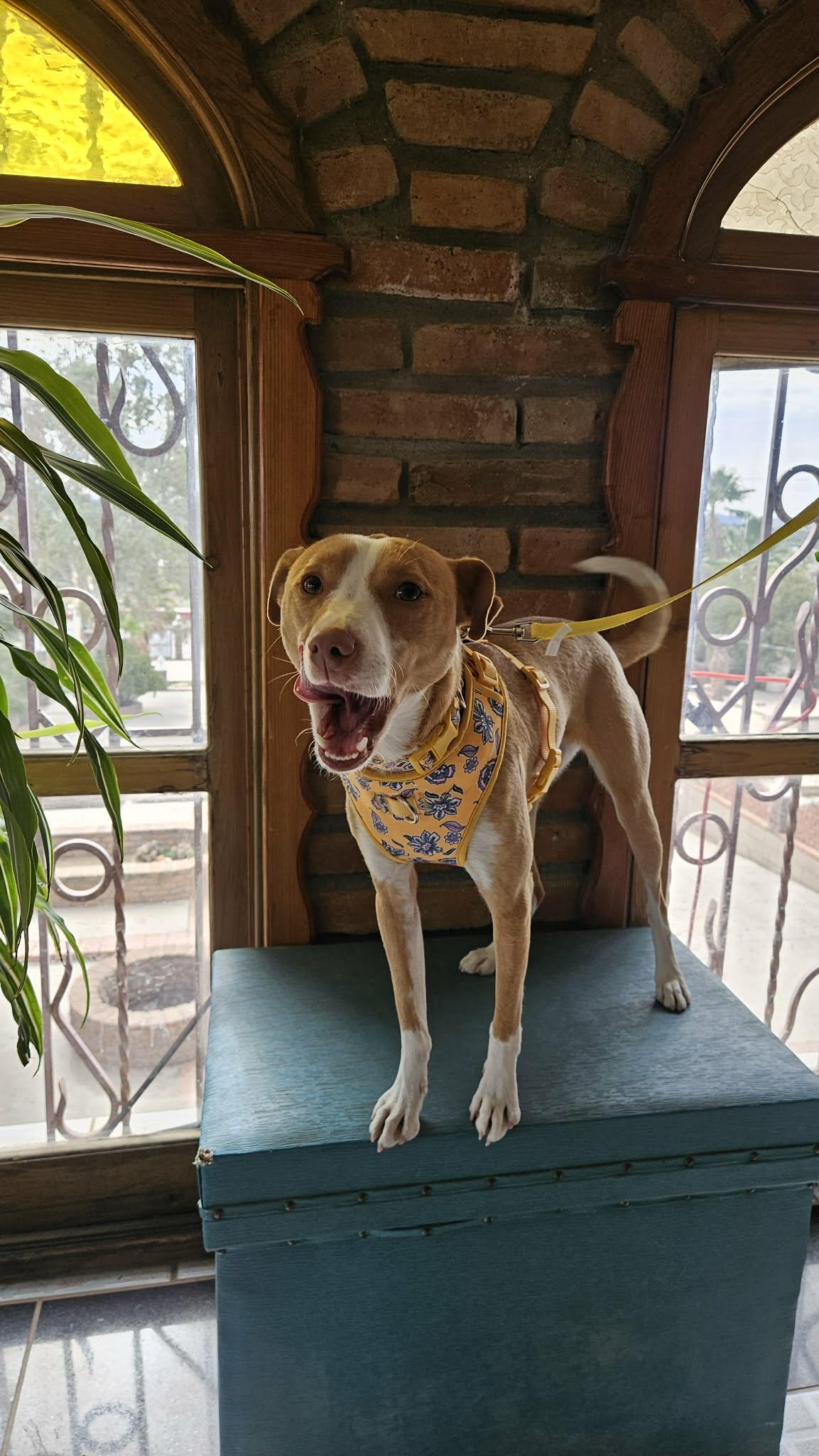 Enlarge Fresita(strawberry), an adopted mixed breed in Huntington beach, CA image 5/5