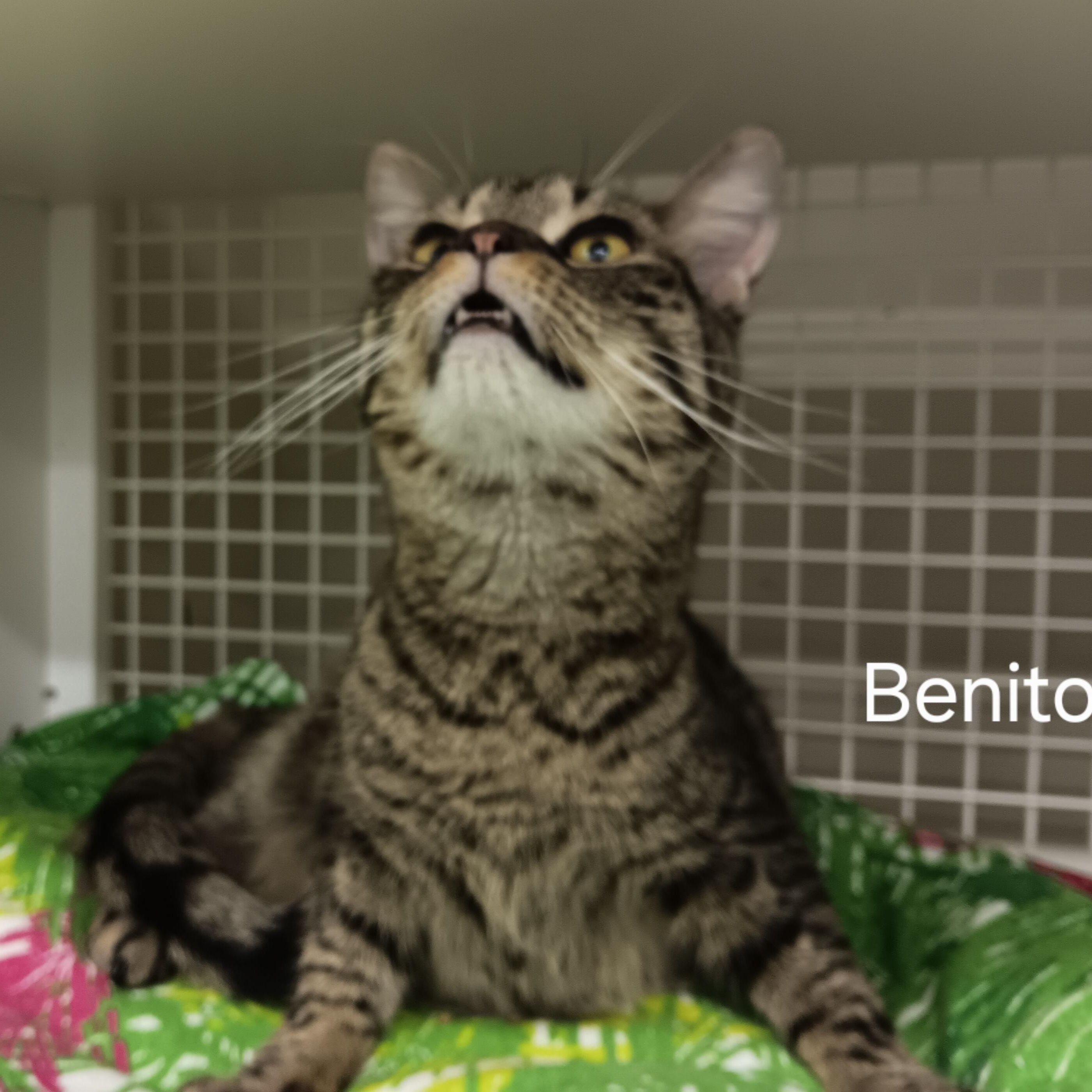 Benito