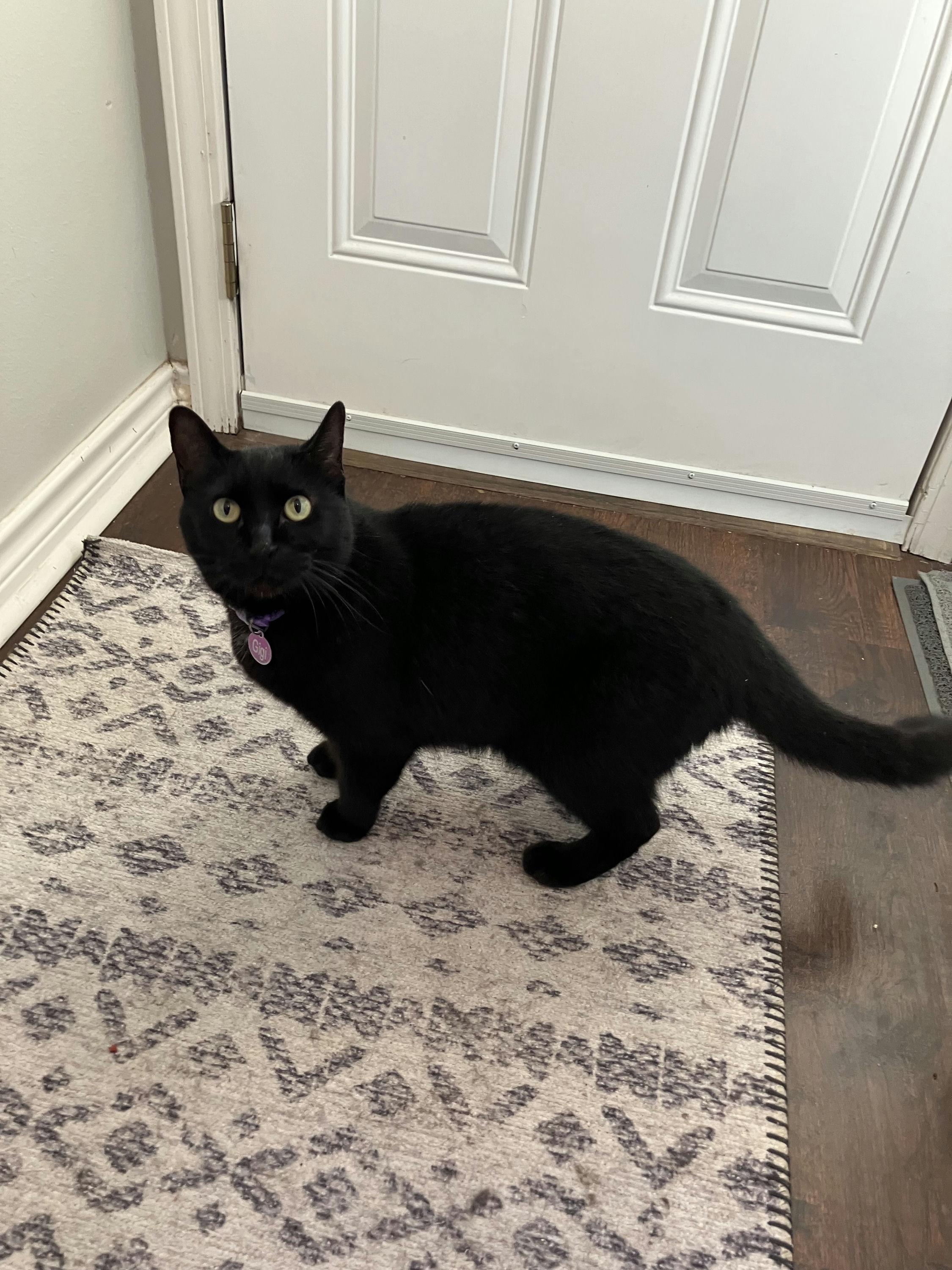 Enlarge Gigi, an adopted Domestic Short Hair in Houston, TX image 3/4