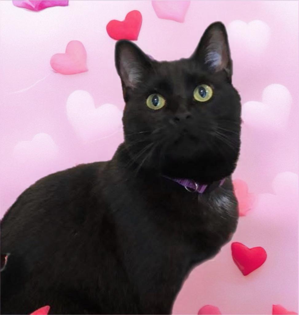 Enlarge Gigi, an adopted Domestic Short Hair in Houston, TX image 1/4