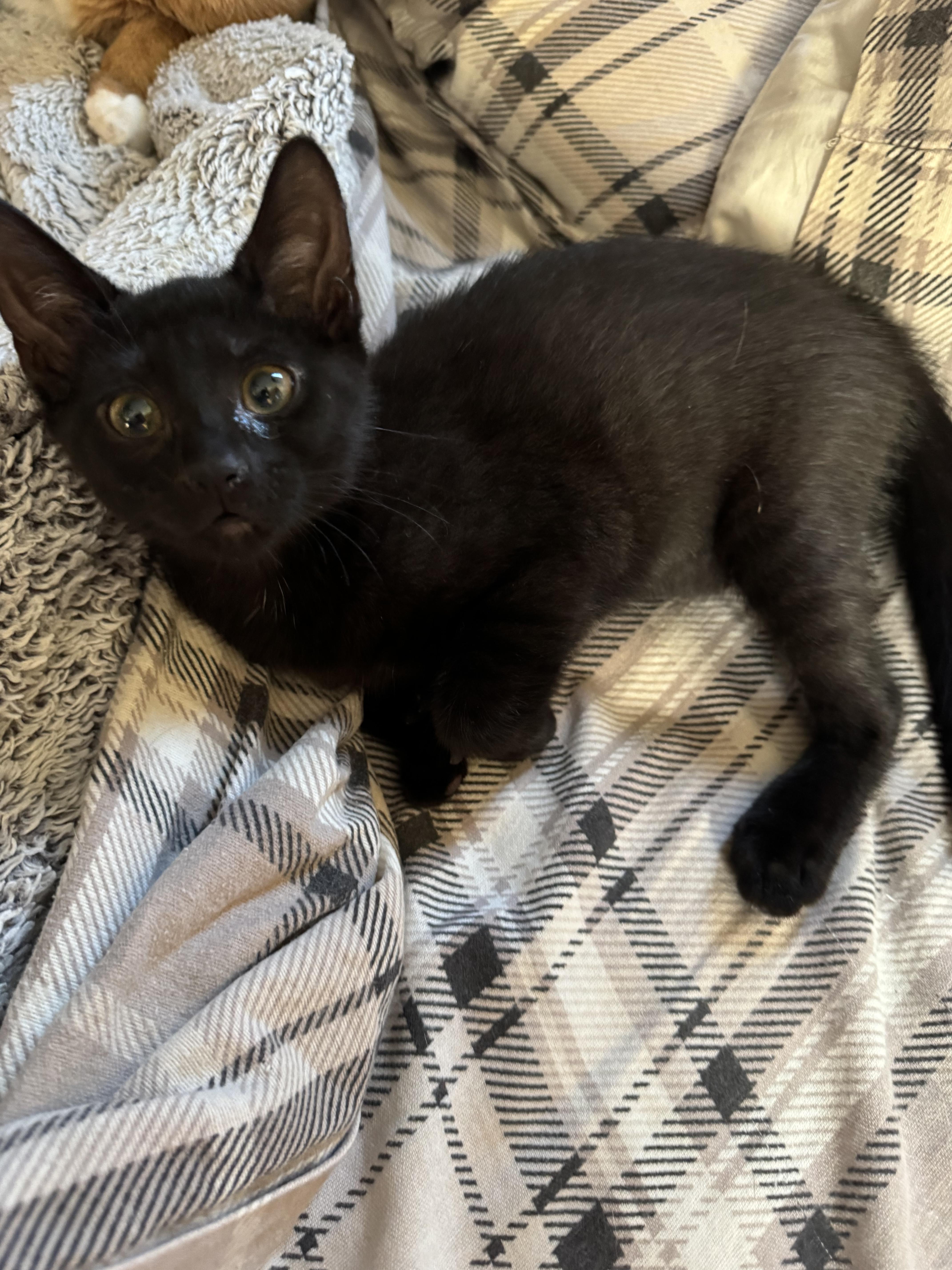 Blayer, Baby Female Domestic Short Hair