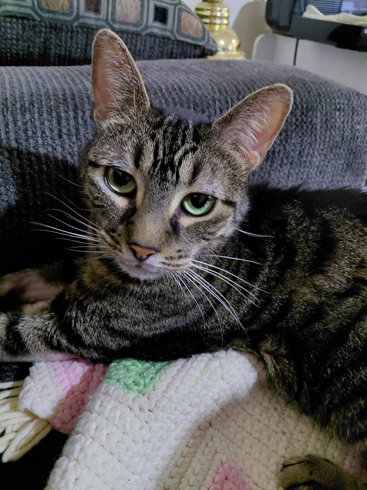 Enlarge Chardonnay, a ADOPTABLE Domestic Short Hair in Melrose, MA image 5/6