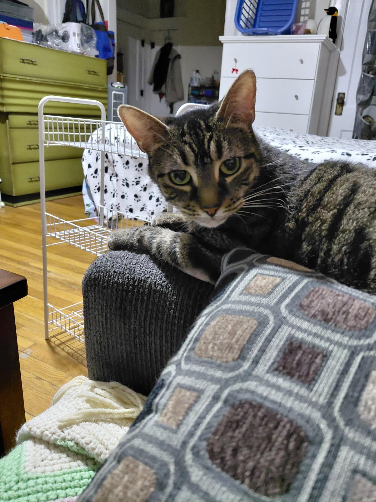 Enlarge Chardonnay, a ADOPTABLE Domestic Short Hair in Melrose, MA image 2/6