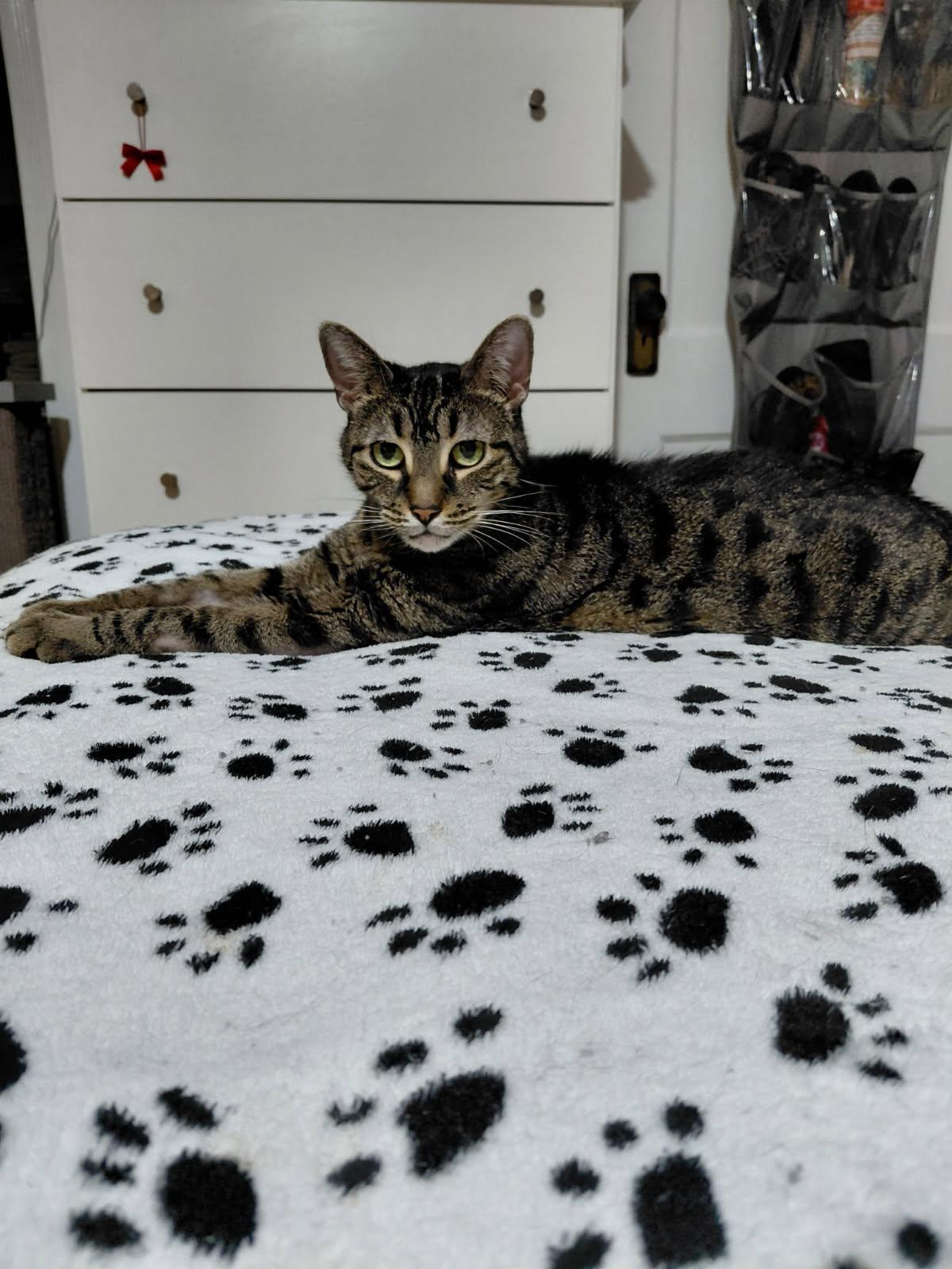 Enlarge Chardonnay, a ADOPTABLE Domestic Short Hair in Melrose, MA image 4/6