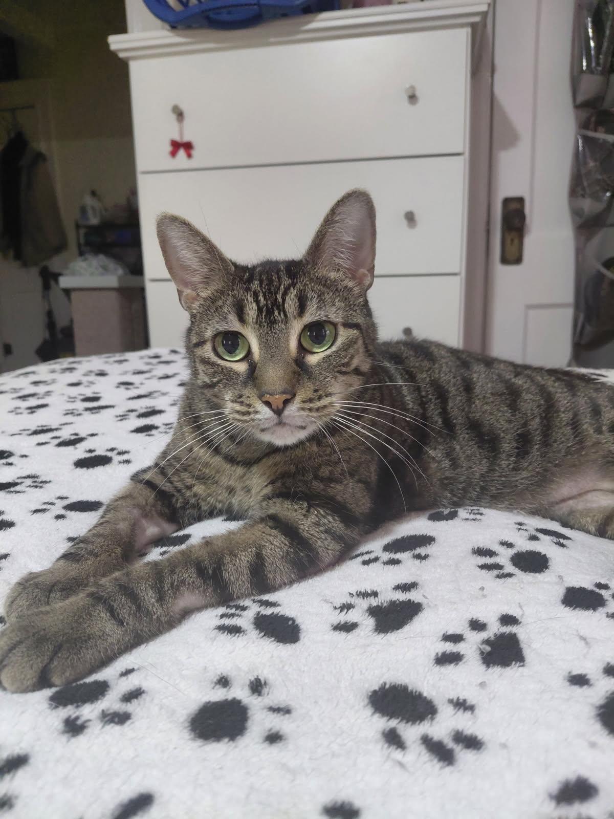 Enlarge Chardonnay, a ADOPTABLE Domestic Short Hair in Melrose, MA image 1/6