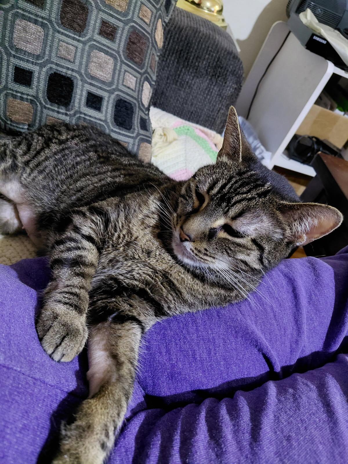 Enlarge Chardonnay, a ADOPTABLE Domestic Short Hair in Melrose, MA image 3/6