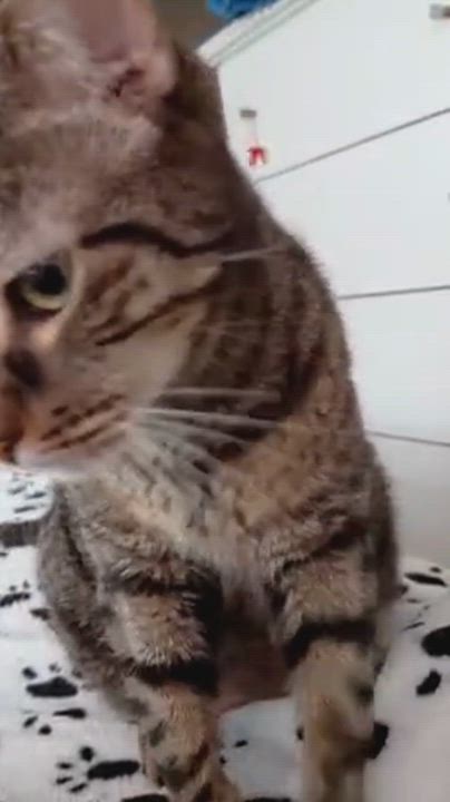 Enlarge Chardonnay, a ADOPTABLE Domestic Short Hair in Melrose, MA video 6/6