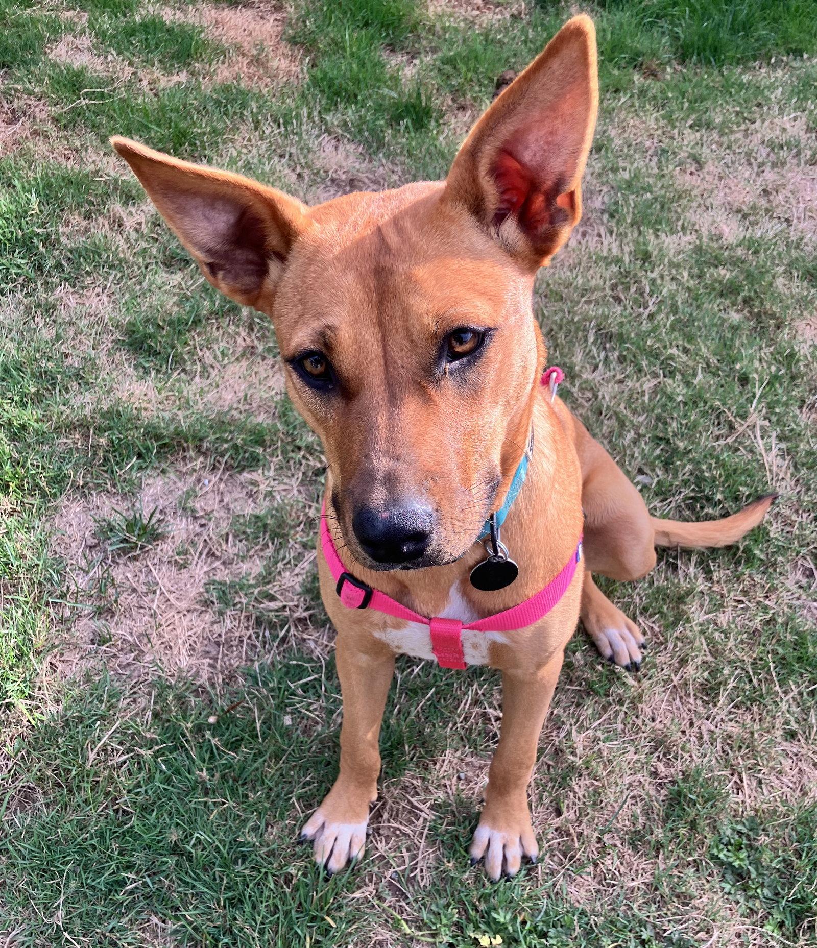 Enlarge Roo, a Adoptable Cattle Dog in Seattle, WA image 1/2