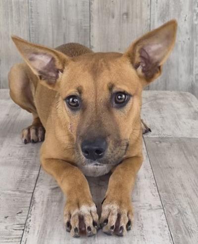 Enlarge Roo, a Adoptable Cattle Dog in Seattle, WA image 2/2